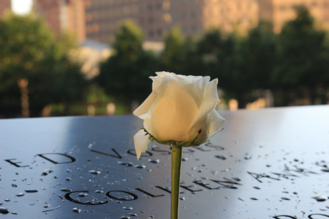 White rose in front of black memorial