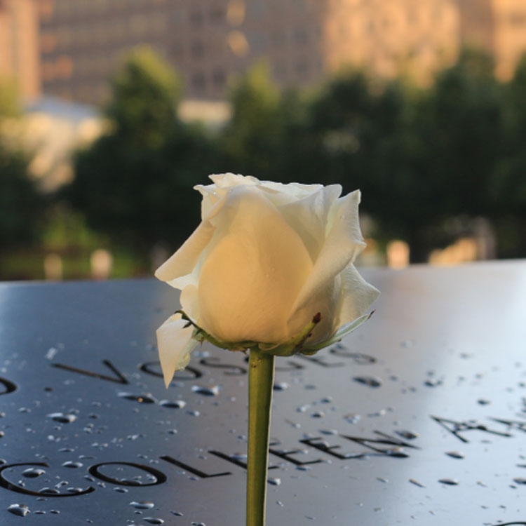 White rose in front of black memorial stone
