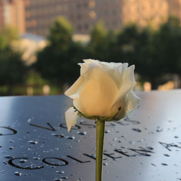 White rose in front of black memorial
